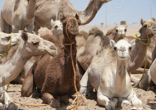 Dromedary camels at a market