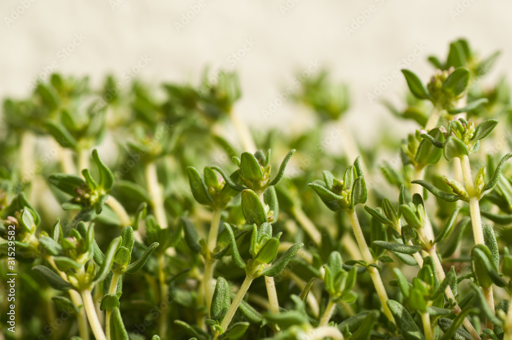 Obraz premium thym