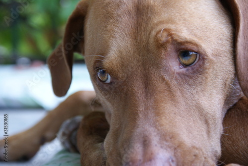 Wallpaper Mural SONY DSC Torontodigital.ca