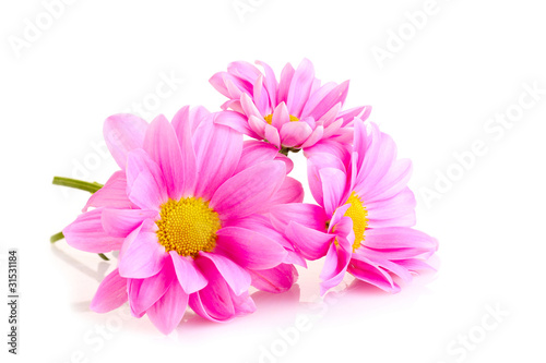 Pink Chamomile isolated on white