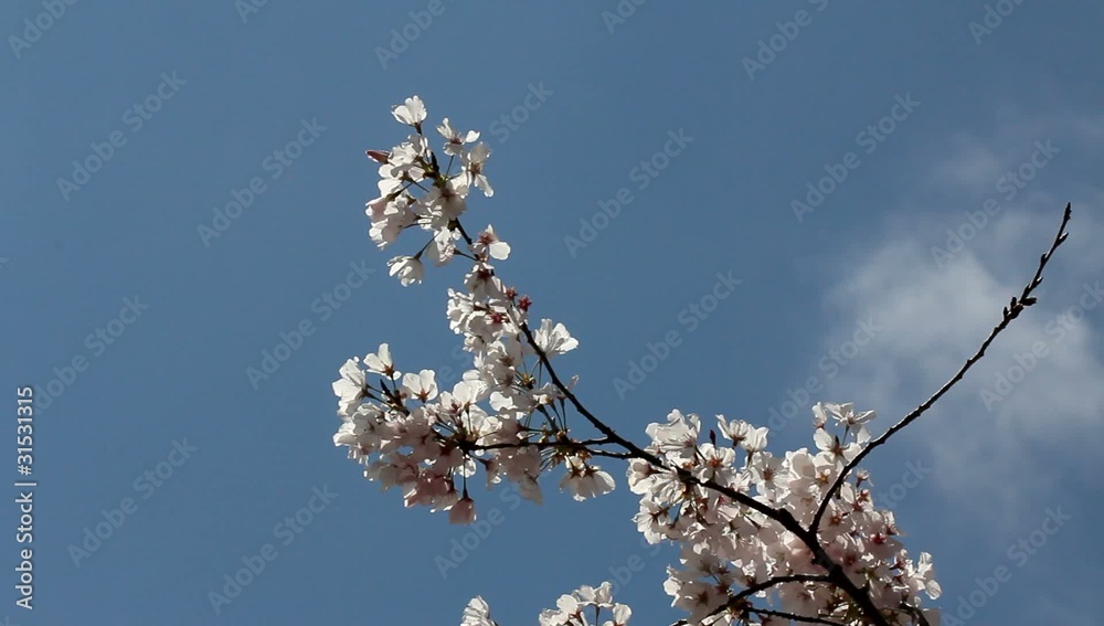 Flowering branch on tree top of cherry tree - HD Flowering branch on tree top of cherry tree - HD