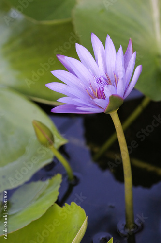 Violet Lotus blossom vertical