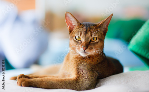 Photography young Abyssinian cat in action
