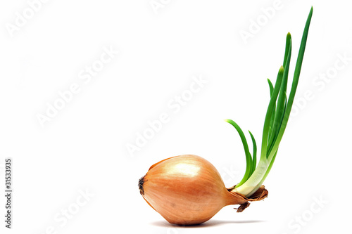 onions and green shoots