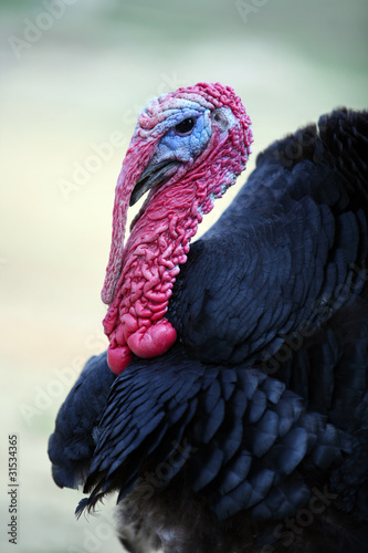 Black turkey portrait