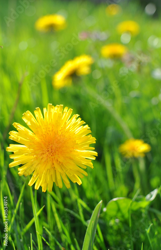 Dandelion