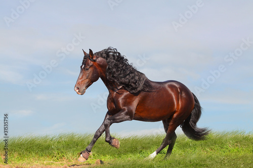 andalusian stallion #31535756