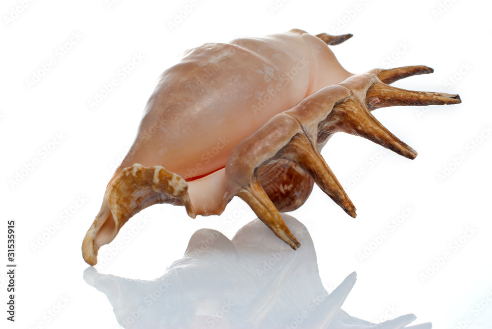 cockleshell cockleshell
