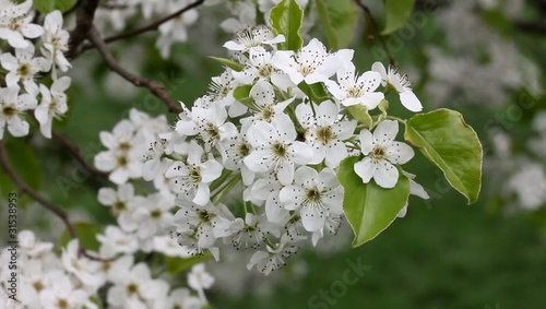 flower balls