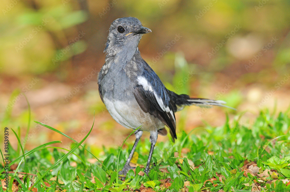Obraz premium Oriental Magpie Robin, A Black And White Color Bird