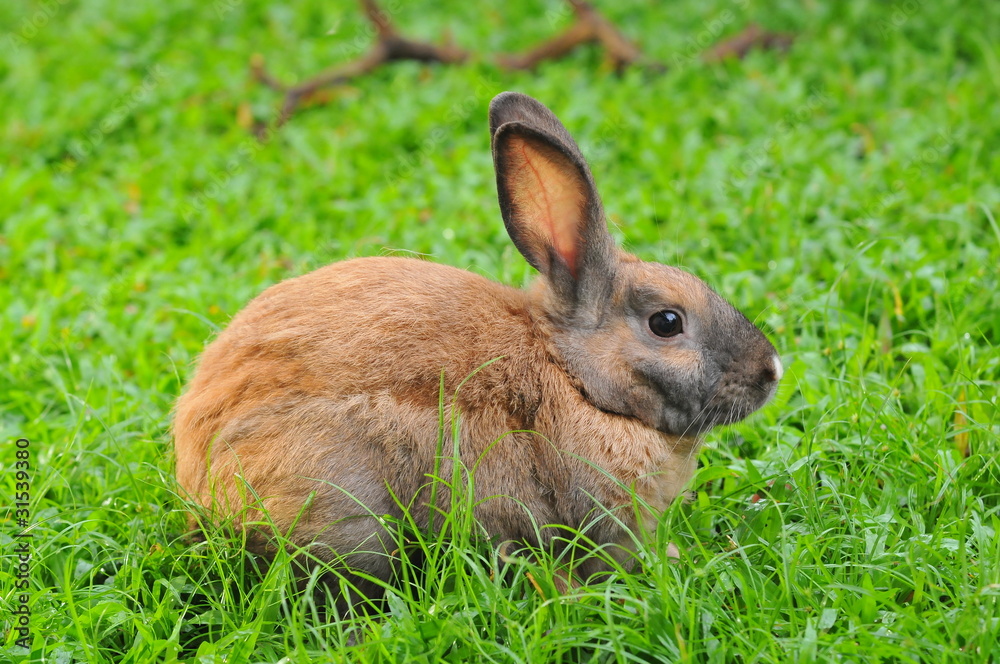 Brown Rabbit In A Field Brown Rabbit In A Field