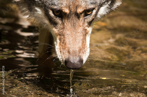 Fototapet Grauwolf