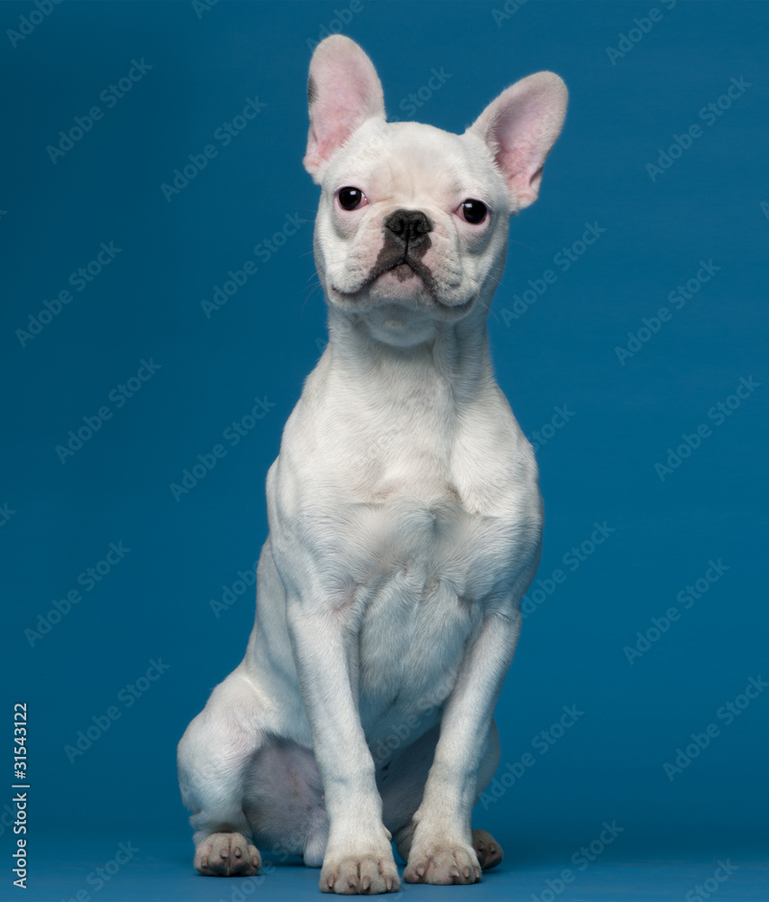 French bulldog puppy, 5 months old, sitting