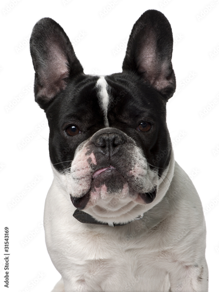 Close-up of French bulldog, 15 months old