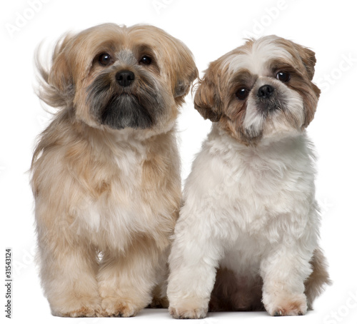 Two Shih Tzu's, 2 years old, sitting © Eric Isselée