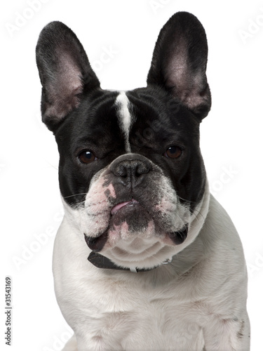 Close-up of French bulldog, 15 months old © Eric Isselée