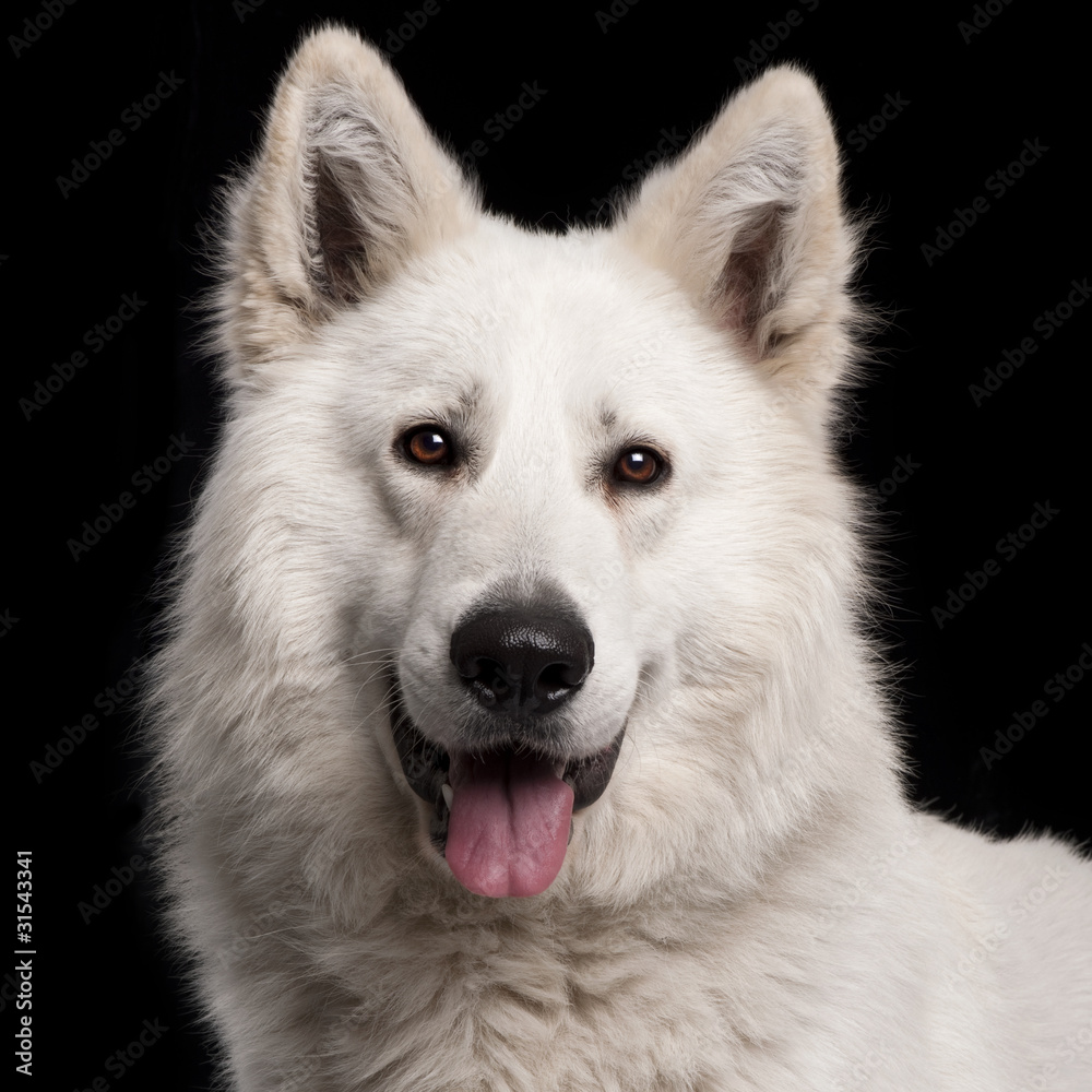 Close-up of Berger Blanc Suisse, 2 years old