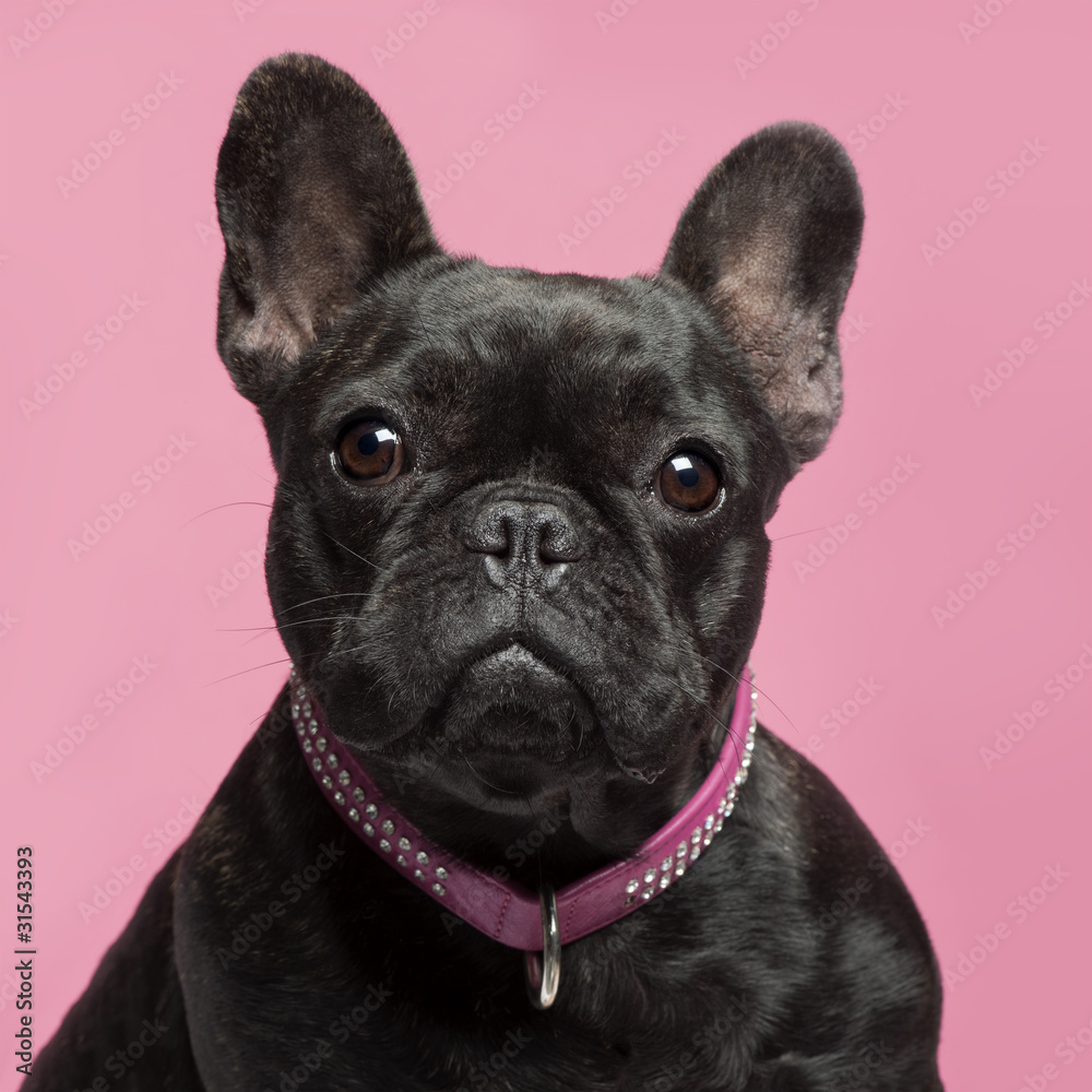 Close-up of French bulldog, 2 years old, wearing collar