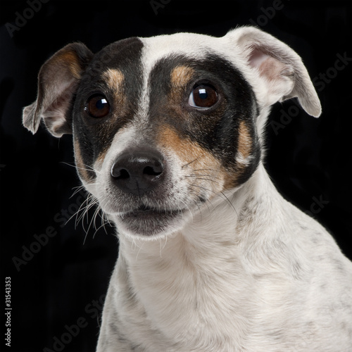 Close-up of Jack Russell Terrier, 10 years old © Eric Isselée