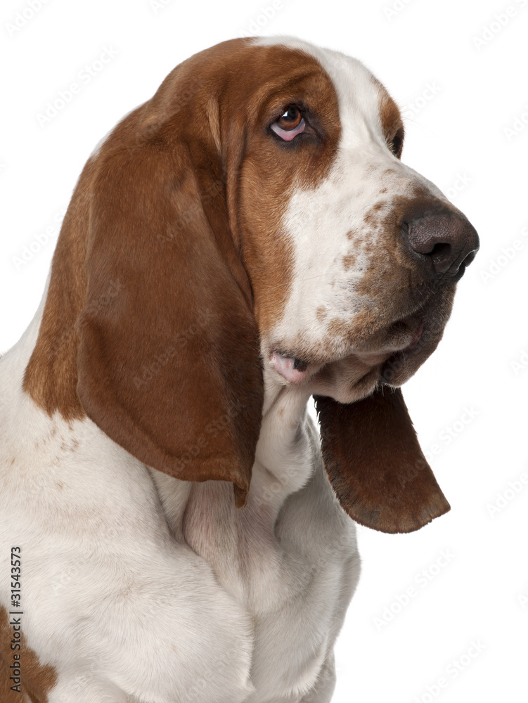 Close-up of Basset Hound, 2 years old