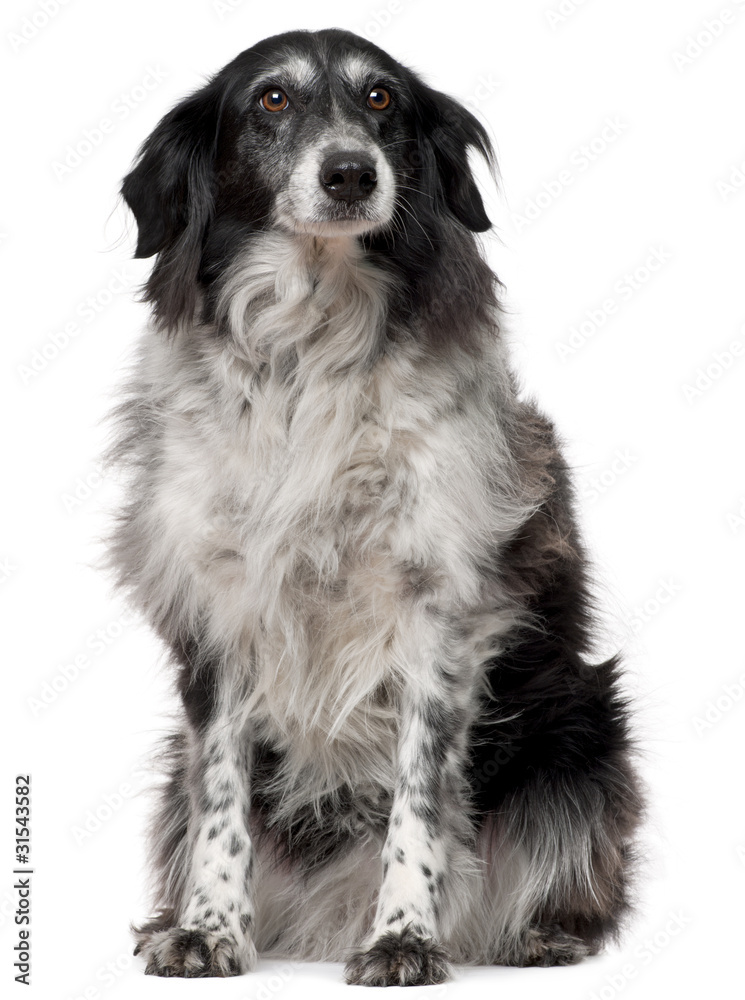Border Collie, 10 years old, sitting