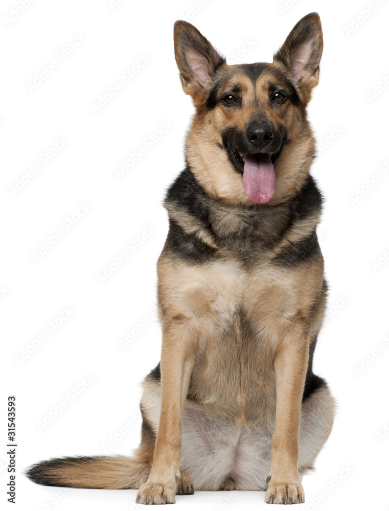 German Shepherd dog, 4 years old, sitting