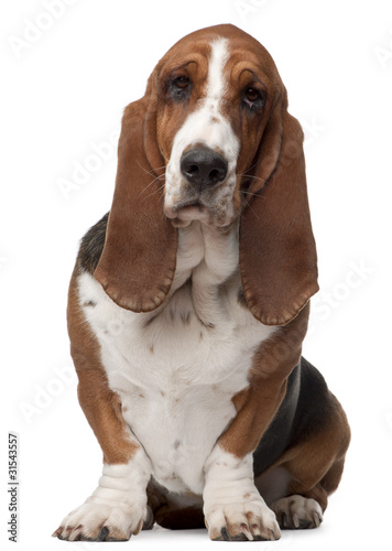 Basset Hound, 2 years old, sitting in front of white background