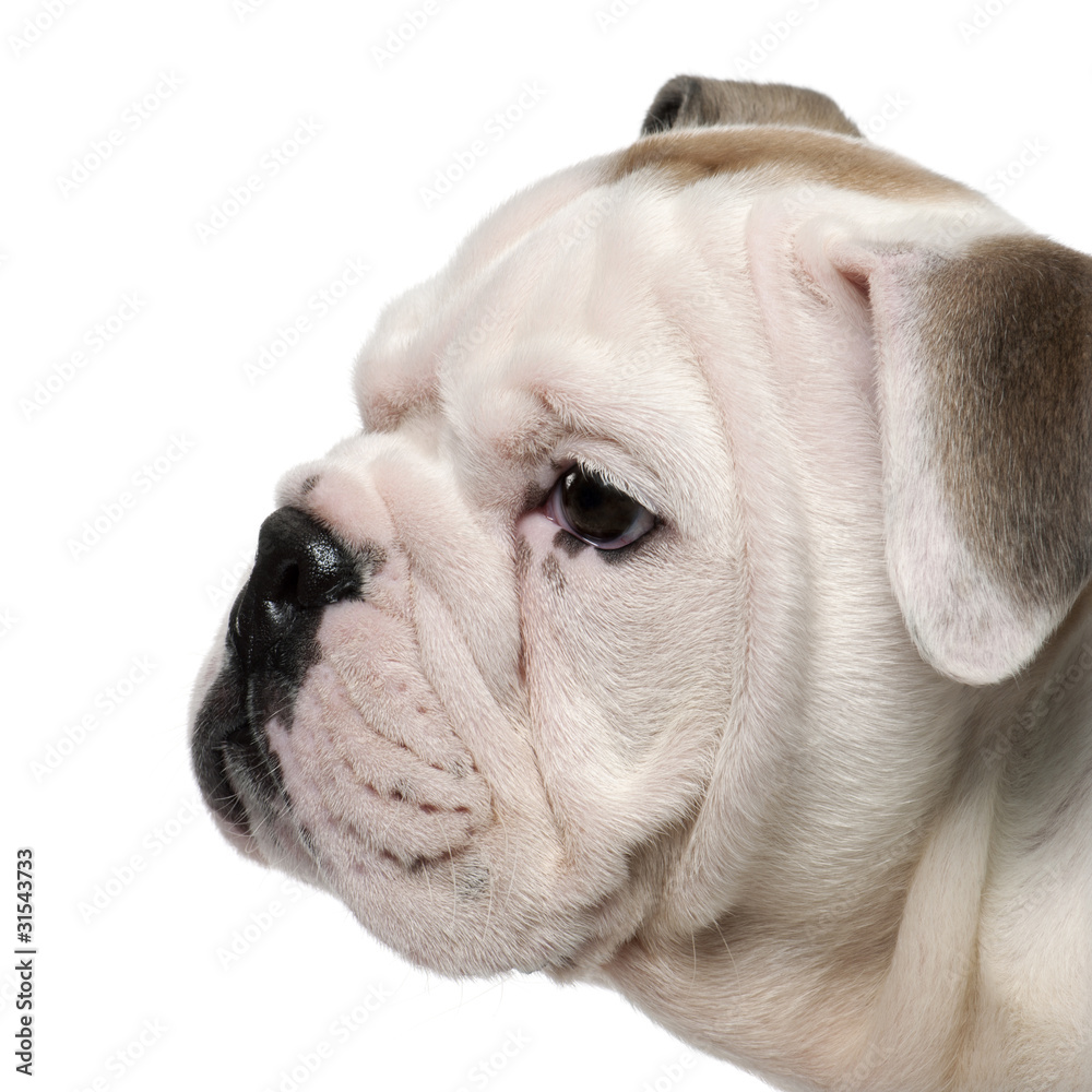 Close-up of English bulldog puppy, 2 months old