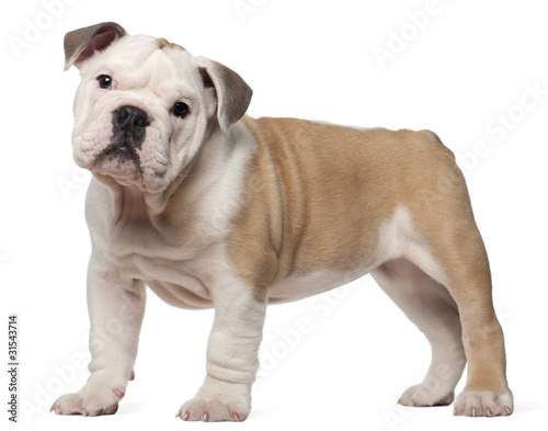 English bulldog puppy, 2 months old, standing