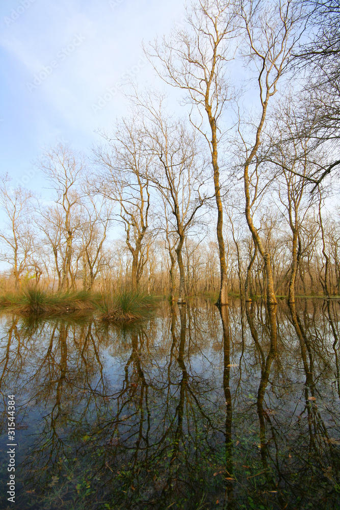 Wetland Trees