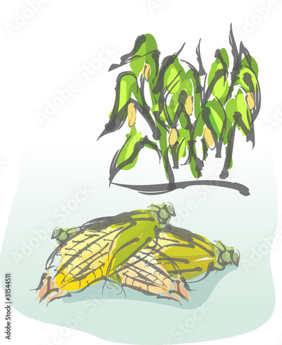 Corn