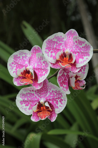 Fototapeta Naklejka Na Ścianę i Meble -  Orchid flower