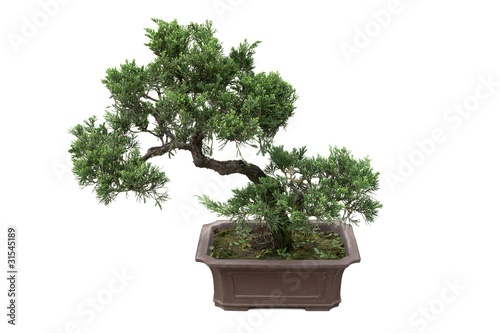 chinese bonsai tree