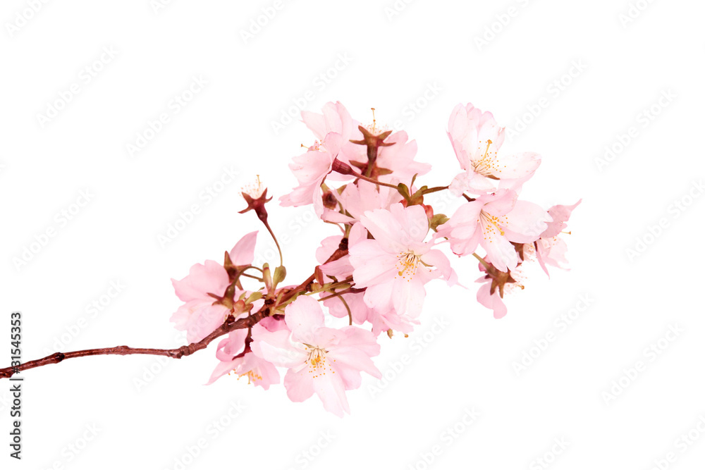 Fototapeta premium Spring blossoms isolated on white background