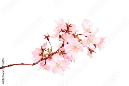 Spring blossoms isolated on white background