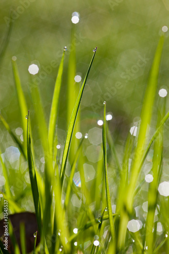 sparkling grass