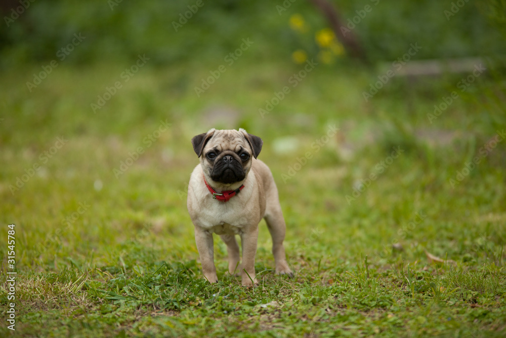 Obraz premium pug 