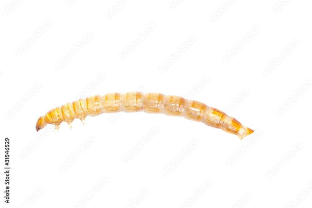 yellow meal worm yellow meal worm