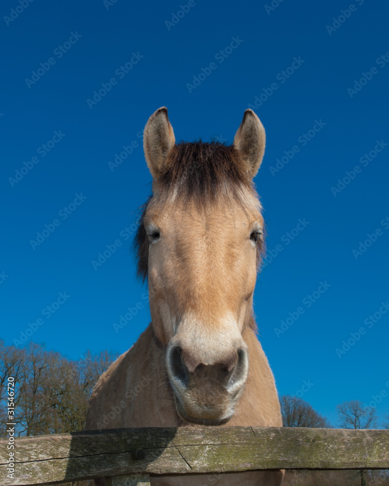 Fototapeta premium fjord horse