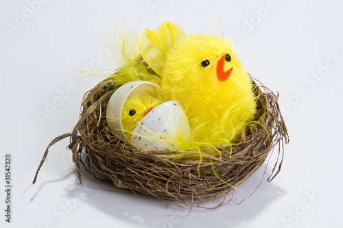 pulcini pasqua
