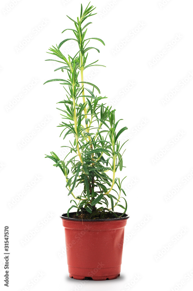 Condiment, plante de romarin en pot - Rosmarinus officinalis Stock Photo |  Adobe Stock
