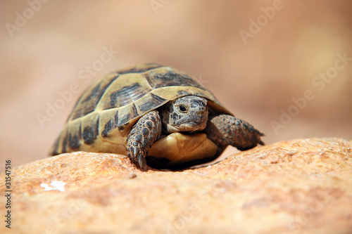 Crawling tortoise against blurred background