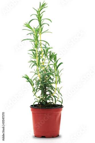 Condiment  plante de romarin en pot - Rosmarinus officinalis