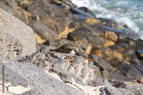 Turnstone  Arenaria interpres 