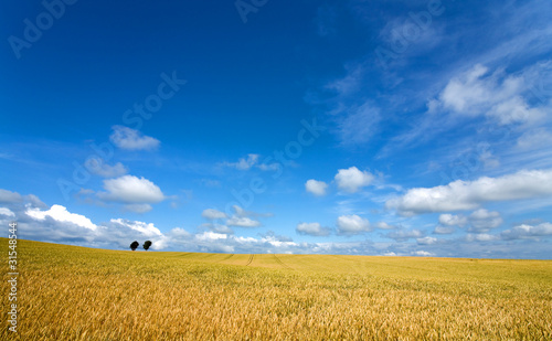 Golden wheat field with blue sky in background