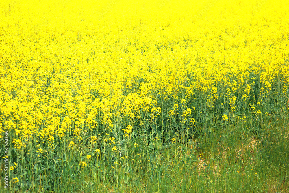 prato giallo