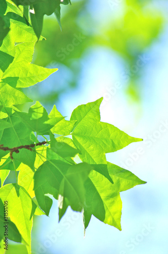 新緑のカエデの葉