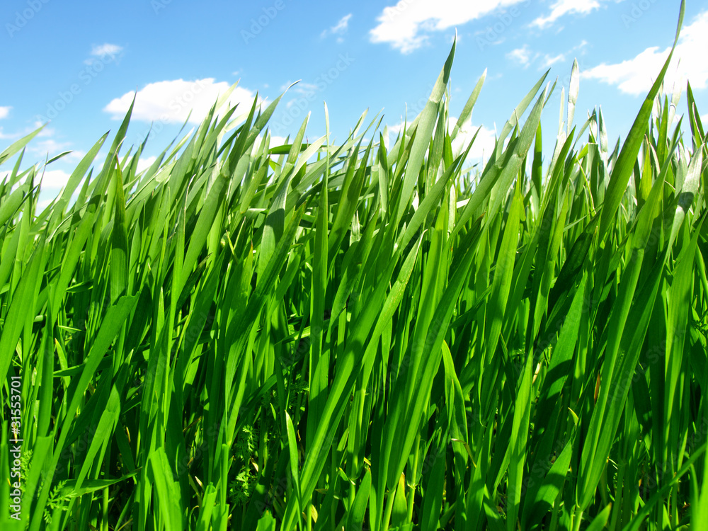 Obraz premium green wheat field and cloudy sky