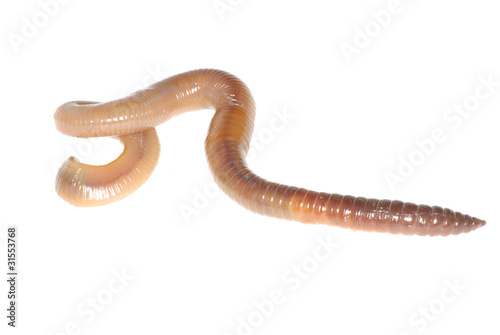 earthworm on white