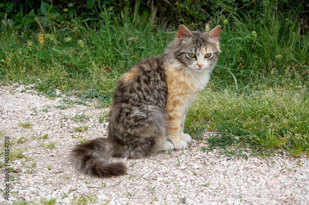 Calico Cat